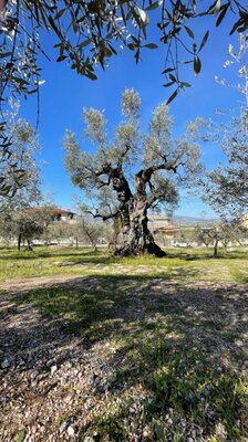 1700 år gammelt oliventre